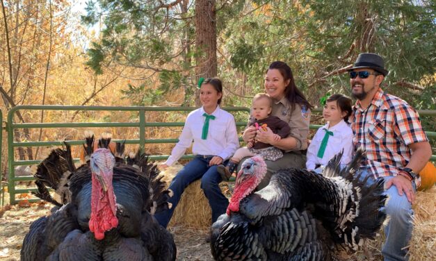 Meet the Turkeys at Rancho San Rafael Regional Park