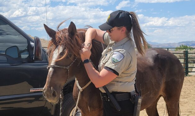 Washoe County to offer free microchipping for horses