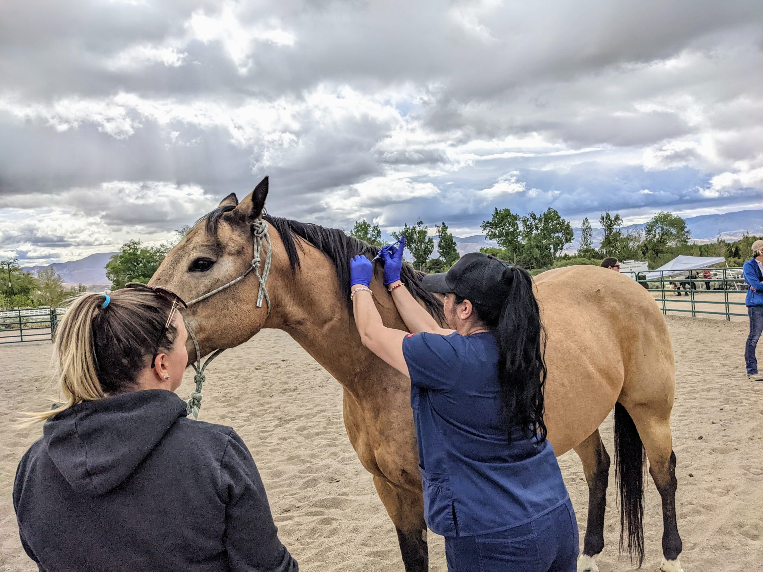 Horse being microchipped by Animal Services staff