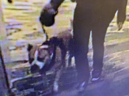 Regional Animal Services is seeking information related to dog attack at Grand Sierra Resort