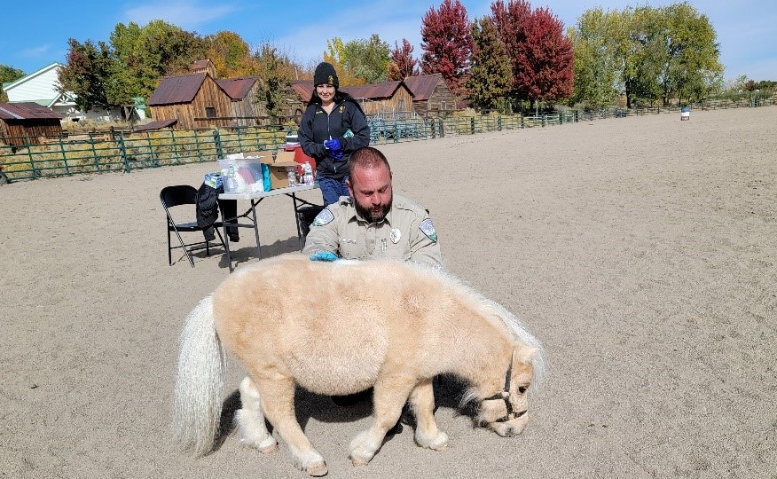 miniature pony being microchipped by Animal Services staff