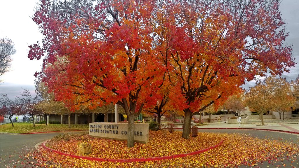 Fall foliage at Washoe County Administration Complex