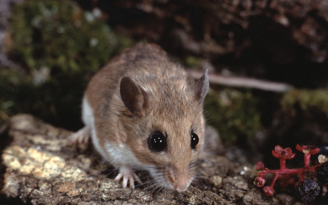 NNPH reports first Hantavirus case in Washoe County since 2023