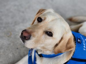Canine Kace