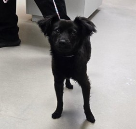 photo of a black dog