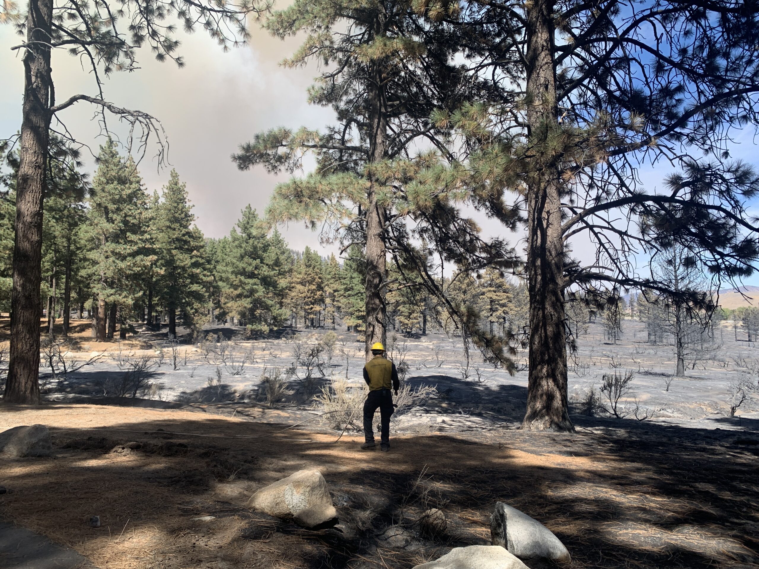 IMG_4747 photo of a firefighter working a burned area in the forest.