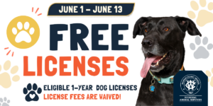 Promotional graphic for Washoe County Regional Animal Services announcing “Free Licenses” for eligible one-year dog licenses from June 1–June 13. The design features large navy and orange text on a light gray background with decorative paw prints. A black dog with a teal collar and tongue out appears on the right side of the image. Text at the bottom states “License fees are waived!” alongside the Washoe County Regional Animal Services logo.