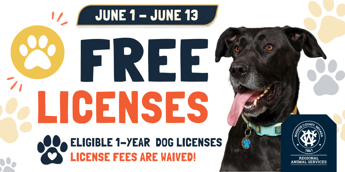 Free license graphic – Social media (1200 x 600 px) (1) Promotional graphic for Washoe County Regional Animal Services announcing “Free Licenses” for eligible one-year dog licenses from June 1–June 13. The design features large navy and orange text on a light gray background with decorative paw prints. A black dog with a teal collar and tongue out appears on the right side of the image. Text at the bottom states “License fees are waived!” alongside the Washoe County Regional Animal Services logo.
