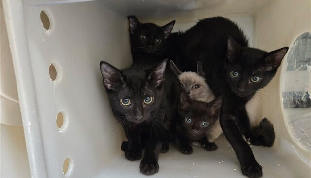Washoe County Regional Animal Services rescues 80 cats from apartment