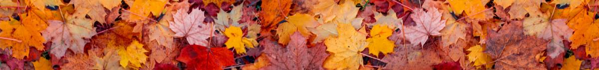 fall leaves